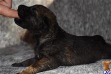 german shepherd puppy posted by Yosemite _Shepherds
